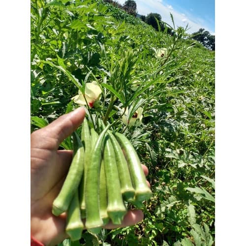 1.000 Sementes de Quiabo Importadas | Alta Germinação | Hortaliça para Horta e Jardim | Plantio Fácil