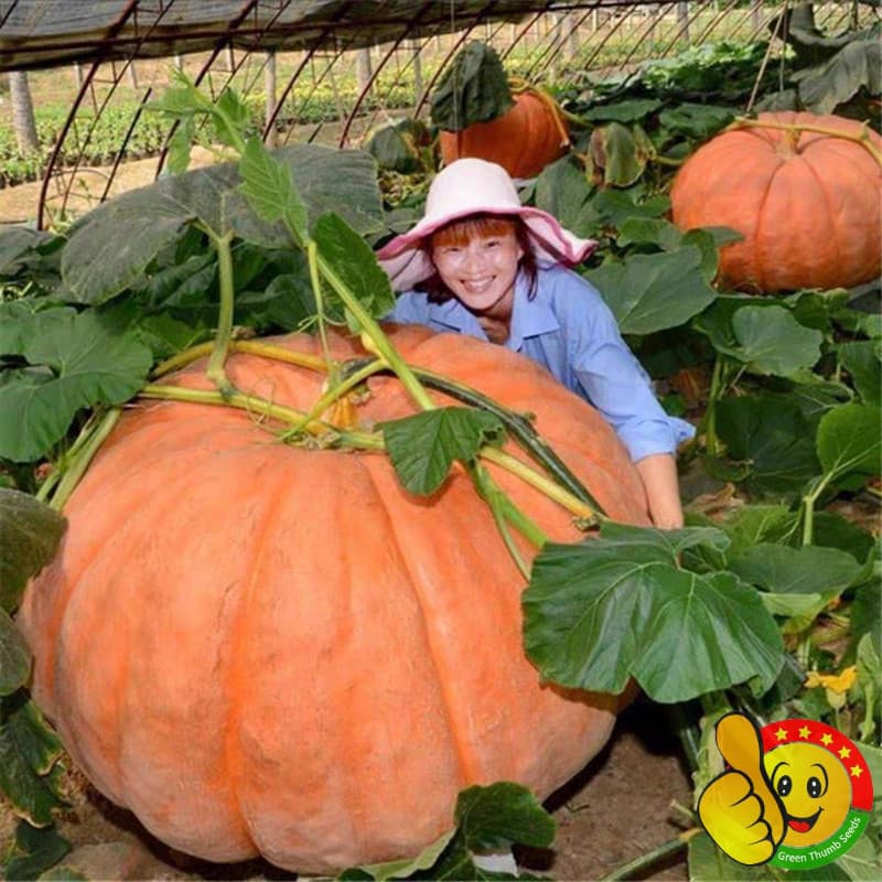 Sementes de Abóbora Gigante Alto Rendimento 200-500 Grãos para Plantio Hortas Jardim Vegetais