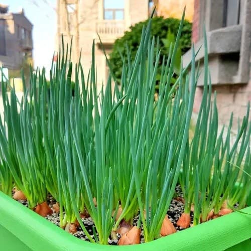 Sementes de Cebolinha Chinesa Jiu Cai (Allium tuberosum) Hortaliça Fácil Cultivo p/ Horta e Vasos 200-500 sementes