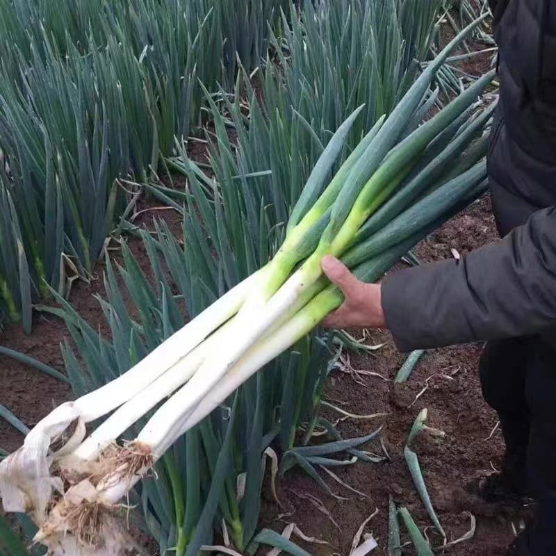 Sementes de Cebolinha Gigante Chinesa Alta Produtividade 200-500 Unidades para Plantio Horta Jardim