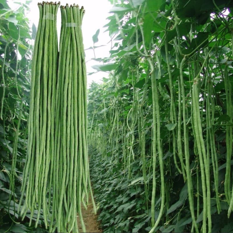 Sementes de Feijão-Vagem (Sitao) Longo 200/500 Unidades | Leguminosa Trepadeira Verde | Horta e Jardim