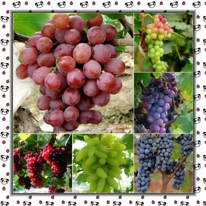 Sementes de Uva Doce UVA 200-500 Unid | Semente de Fruta para Plantio | Crescimento Natural | Jardim e Horta