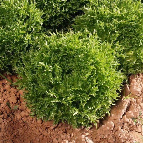 Sementes de Alface Frillice Verde Batavia 200-500 Unid | Crescimento Rápido | Fácil de Cultivar | Hortaliça para Horta