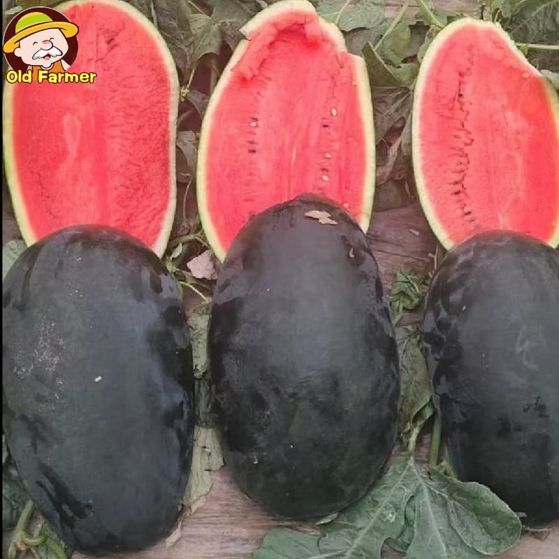 Sementes de Melancia Preta Gigante Original 200-500 Unidades | Alta Germinação | Fruta Doce para Horta e Plantio