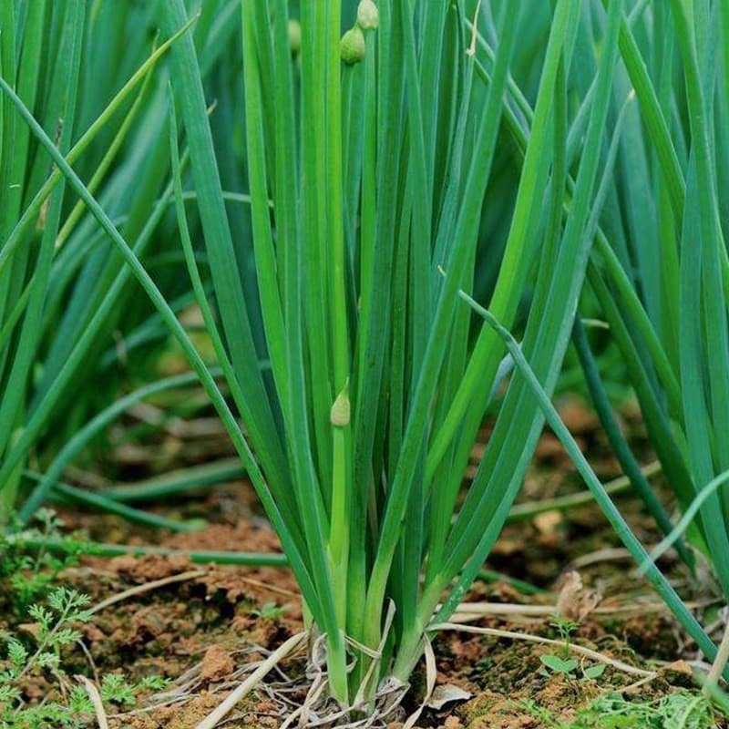 Sementes de Chalota Verde/Cebolinha para Plantio 200-500 Sementes Alta Germinação Horta Caseira Cultivo Fácil