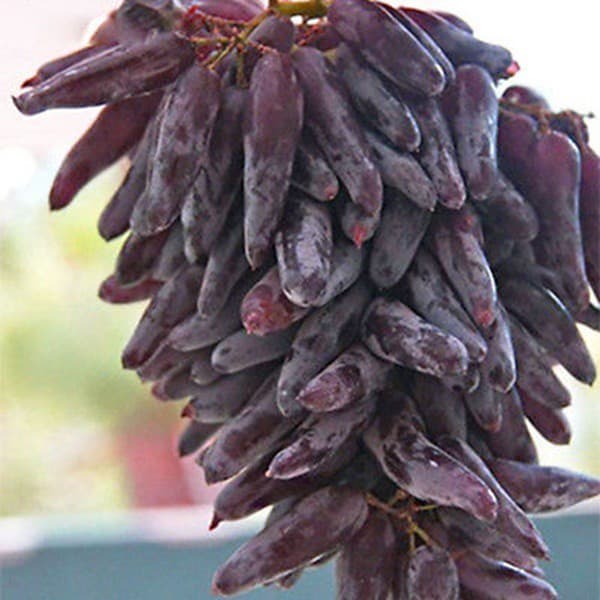 Sementes de Uva Dedo Rara 200/500 Unidades | Semente de Fruta para Plantio | Uva Gourmet para Jardim e Horta