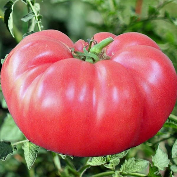 Sementes de Tomate Gigante Tipo Bovino 200-500 unidades | Alta Germinação | Para Horta e Jardim