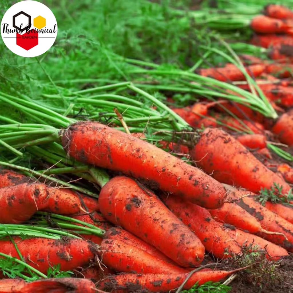 Sementes de Cenoura Kuroda Alta Germinação 200-500 Sementes/Pacote Fácil de Plantar Horta Jardim