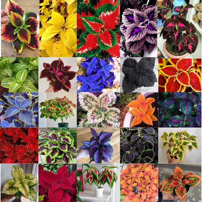200 sements colleus sortidos varias cores pra vasos e jardins t4 pra fazer mudas lI