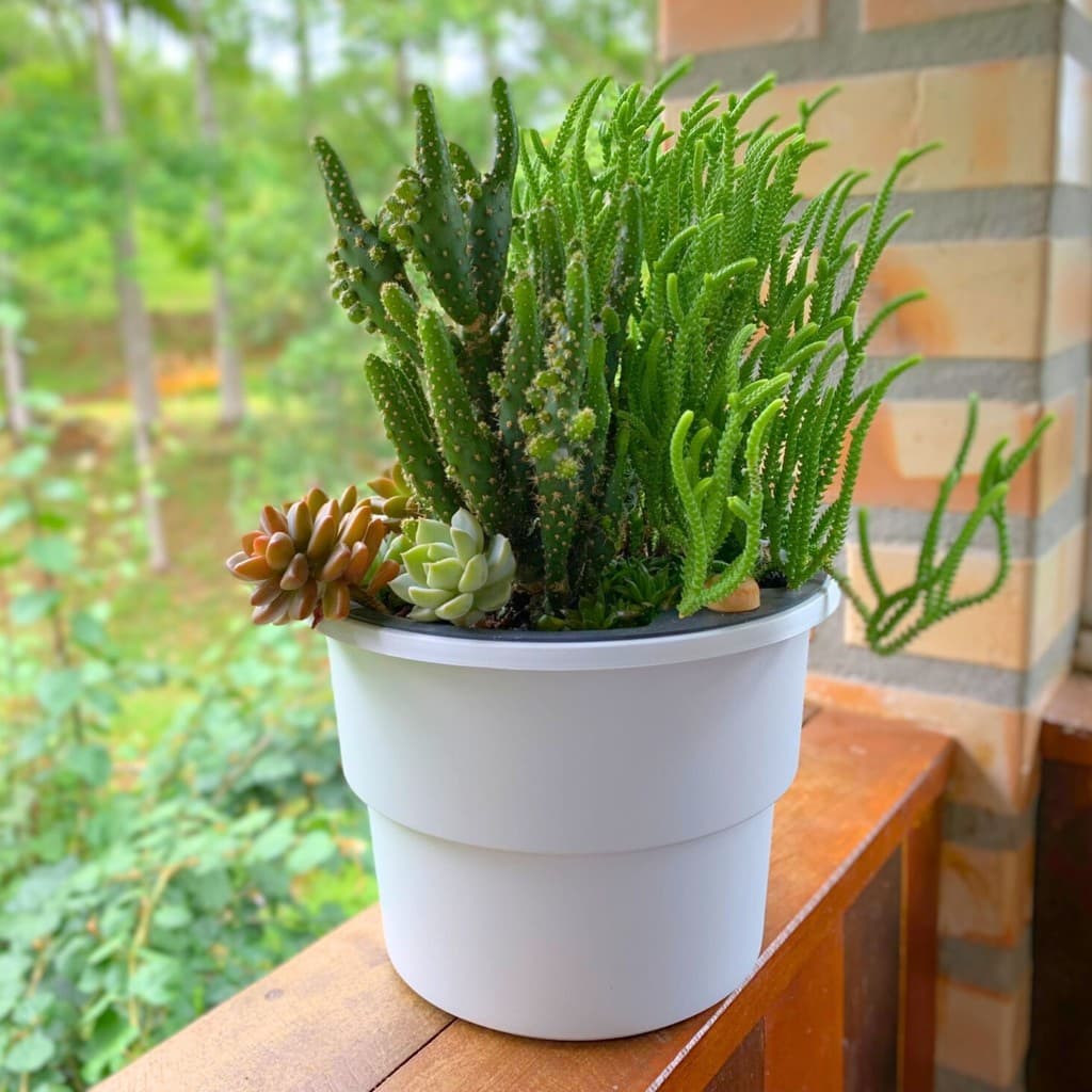 Vaso Plantas Vaso Autoirrigável Vaso Antidengue Para Flores Hortas Vaso com Cachepô