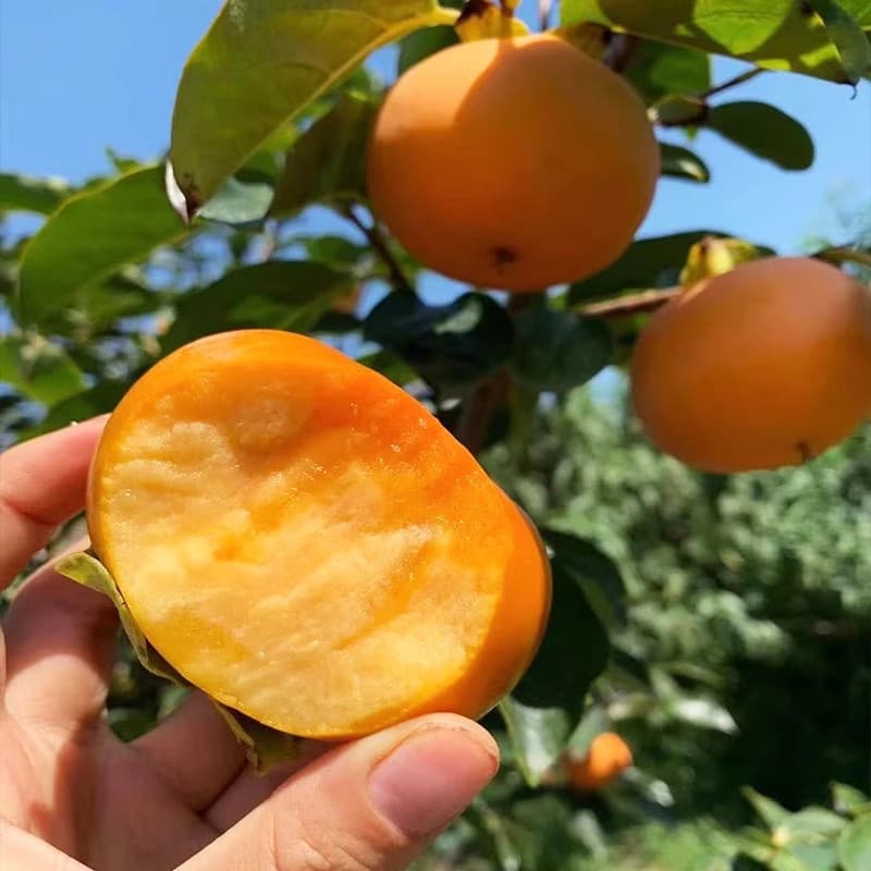 Sementes de Caqui Doce Anão 200-500 un/pacote | Árvore Frutífera | Mudas e Hortas | Sementes Frescas