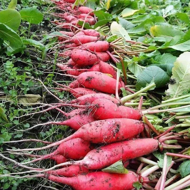 Sementes de Rabanete Vermelho Longo 200/500 Unidades Original Hortaliça Doce Crocante para Plantio Horta