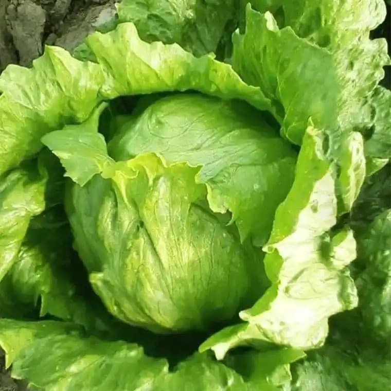 500 Sementes de Alface Iceberg (Americana) | Alta Germinação | Hortaliça para Horta e Vasos | Fácil Cultivo