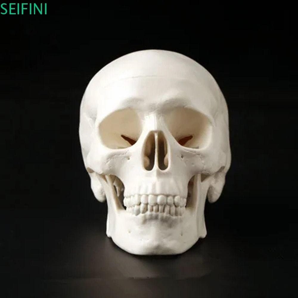 Modelo De Caveira SEIFINI , Boné , Conveniente De Cabeça Humana , Estudar Anatômica De Resina Removível