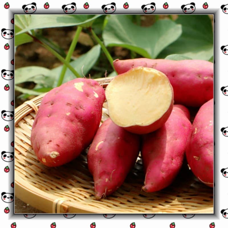 Sementes de Batata-Doce Roxa/Vermelha 200-500 Unid | Hortaliça para Horta e Jardim | Plantio Fácil