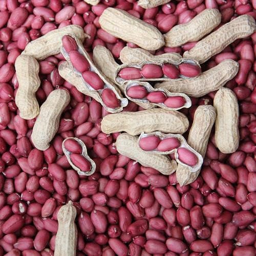 Sementes de Amendoim Vermelho 200-500 Unidades | Pacote Pequeno para Plantio | Alta Germinação | Horta e Jardim