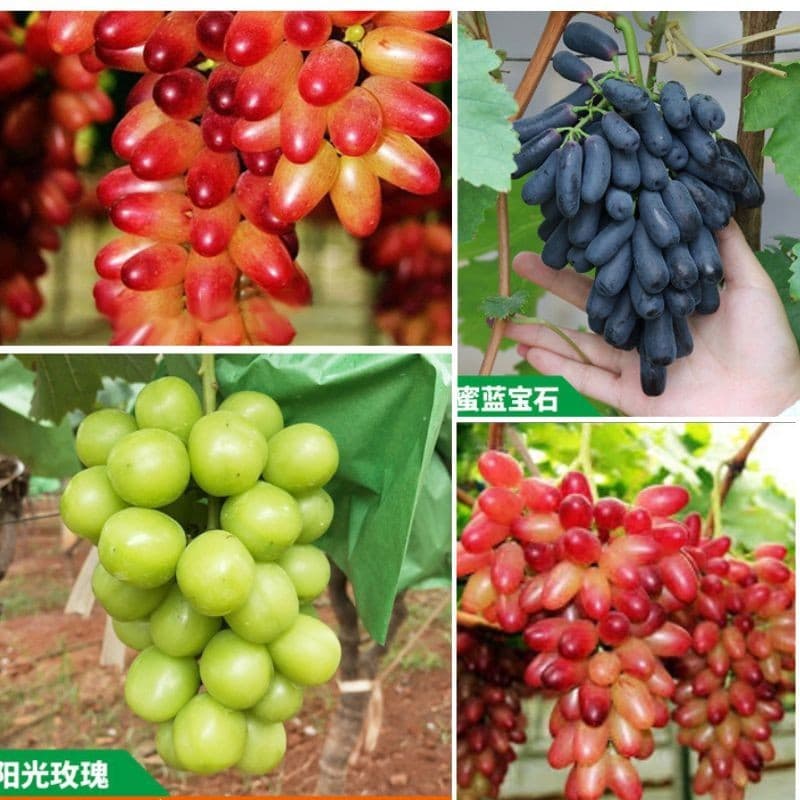 Sementes de Uva Sem Sementes Verde e Roxa 200/500 Unidades Premium para Plantio Jardim Horta Fruta Doce