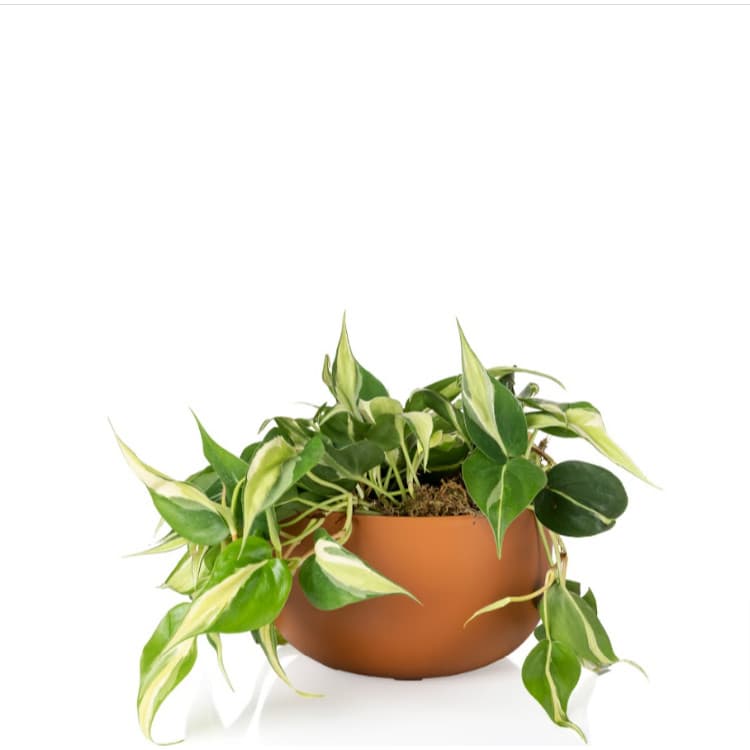 Vaso Cachepo para Plantas N 6 Cuia 21 - Coleção Due da Raiz - 24x14cm - Terracota