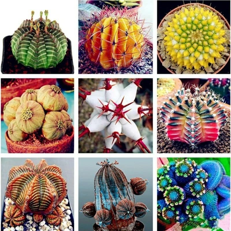 200 sements de cactus pra vasos e jardins com manual de plantio pra mudas lI