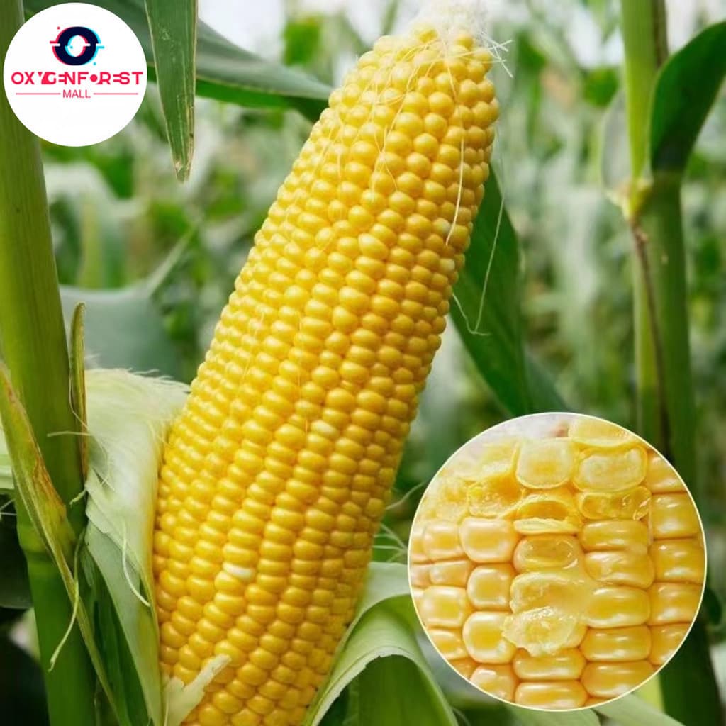 Sementes de Milho Super Doce Premium 200/500 Unidades | Alta Germinação | Ideal para Horta e Plantio