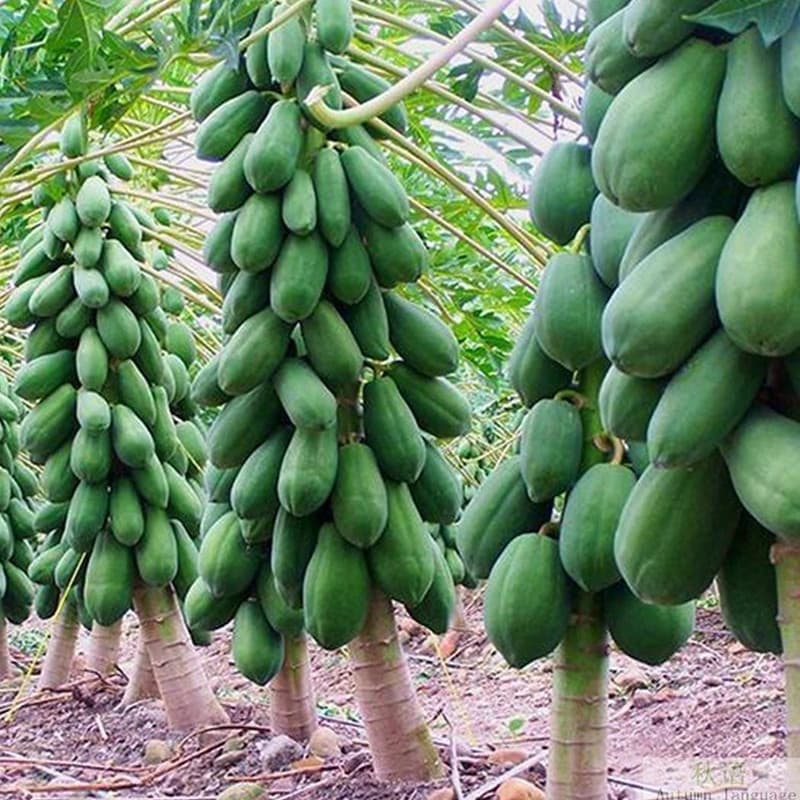 Sementes de Mamão Anão Original 200/500pcs Frescas para Plantio Fruta Doce Árvore Frutífera Jardim Horta