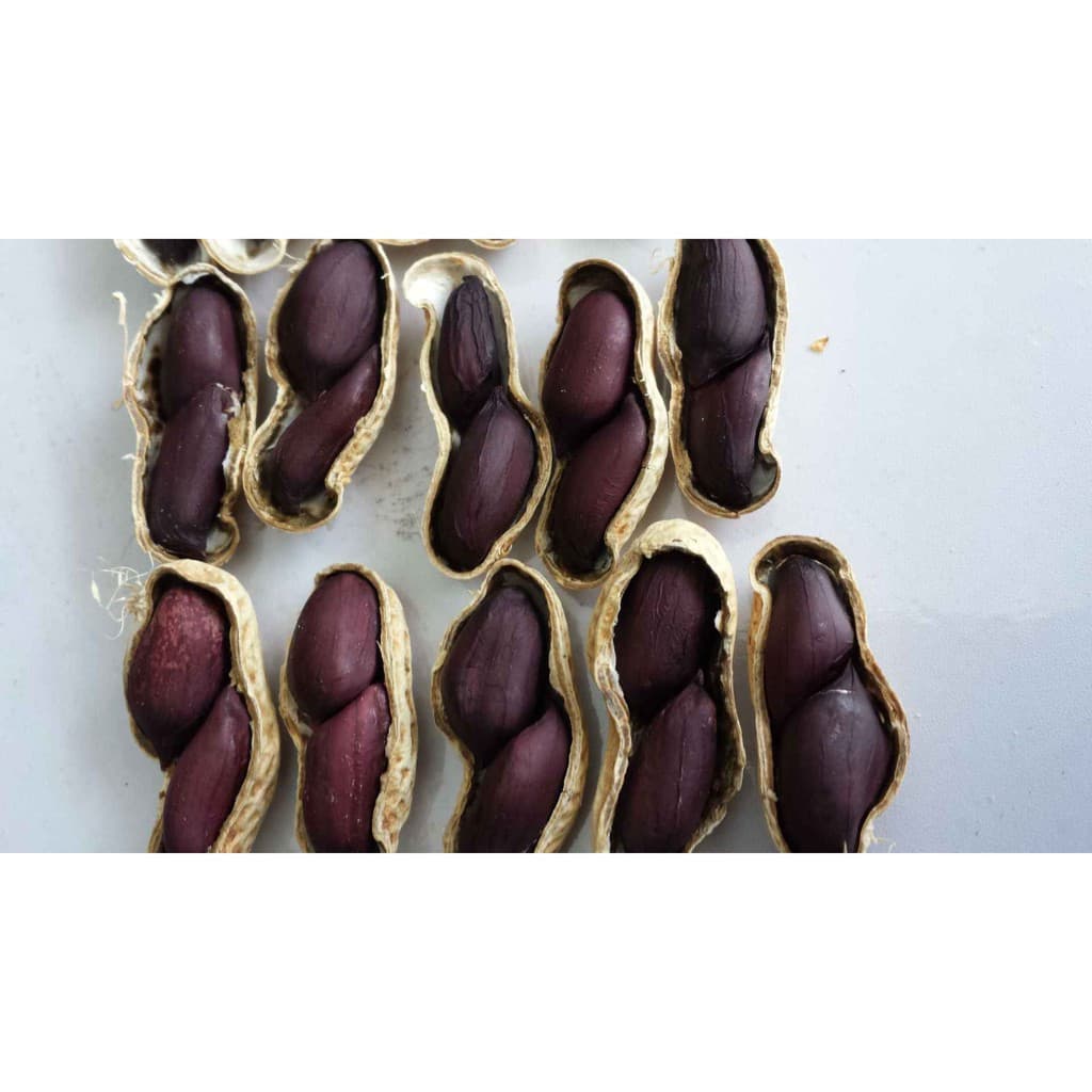 Sementes de Amendoim Preto para Plantio 200/500 Unidades | Alto Poder de Germinação | Horta e Jardim