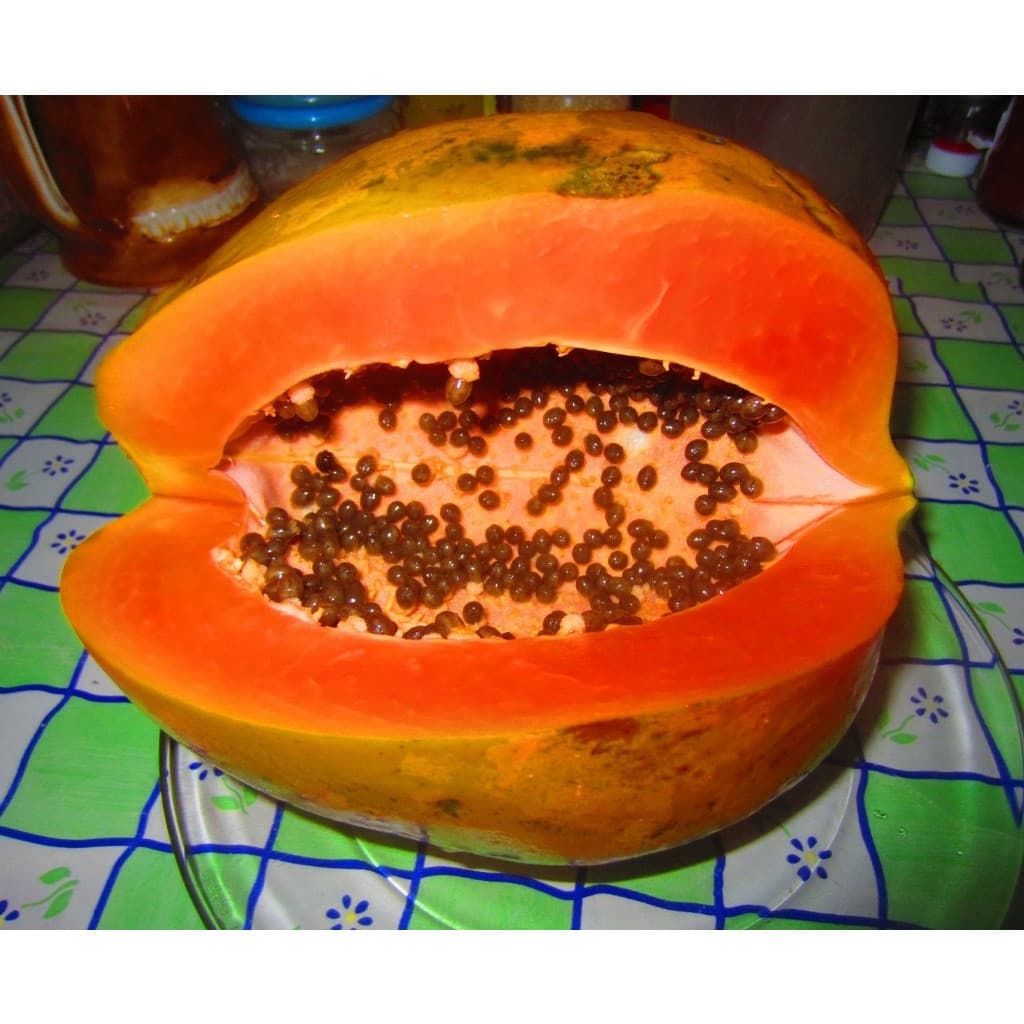 1000 Sementes de Mamão Gigante Onride p/ Plantio e Mudas | Fruta Tropical Alta Germinação | Jardim e Horta