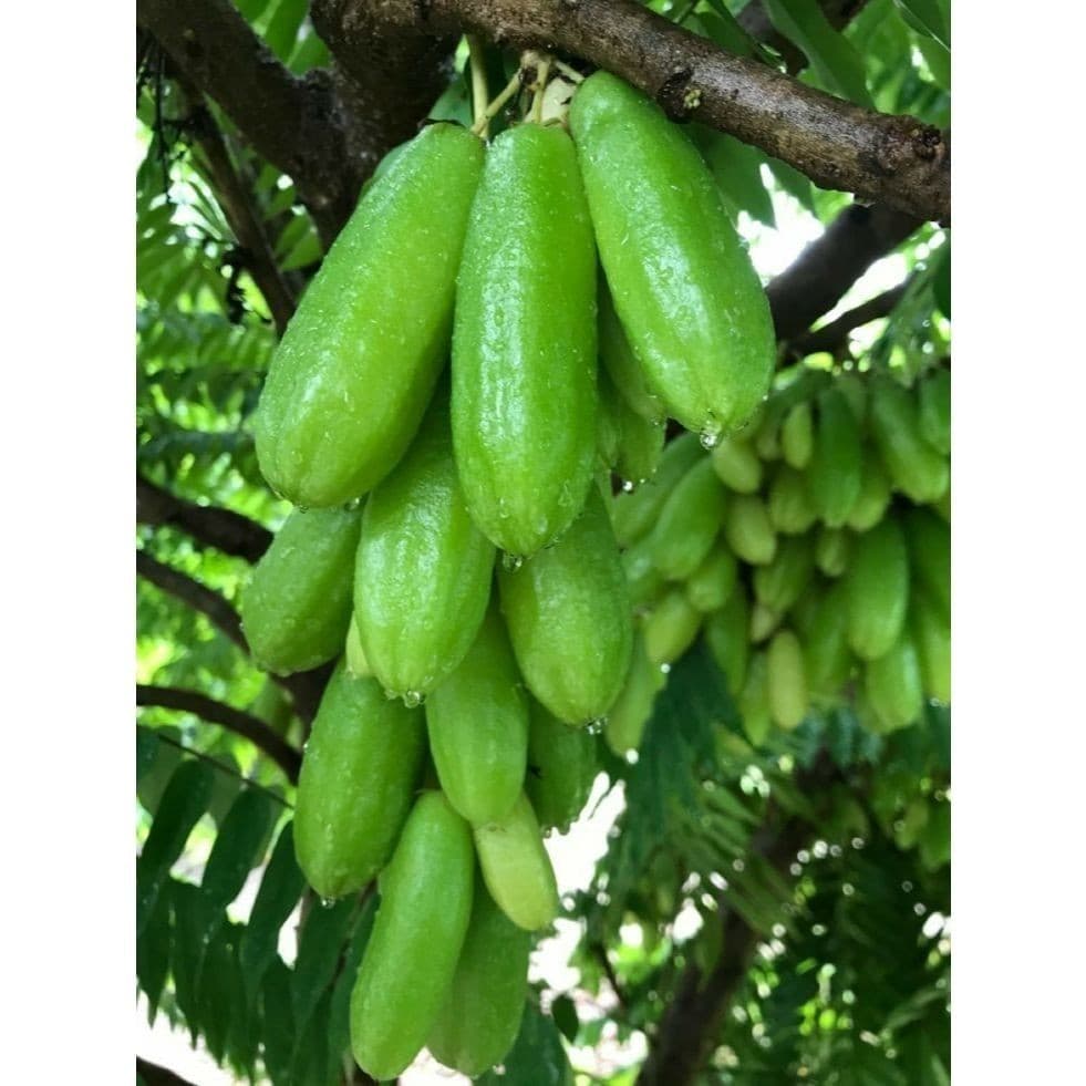 100 sementes Biribiri com manual de cultivo pronta entrega envio 24h I