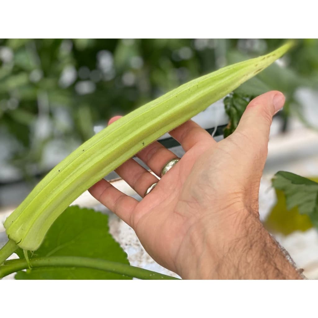 Sementes de Quiabo Gigante Orgânico 200x500 Unidades Alta Germinação Hortaliça para Horta e Jardim