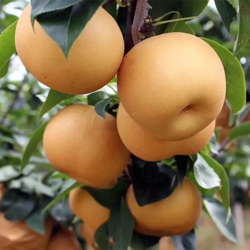 Sementes de Pera Anã Doce para Plantio | Fruta Pera Fresca | Jardim e Horta (Kit)