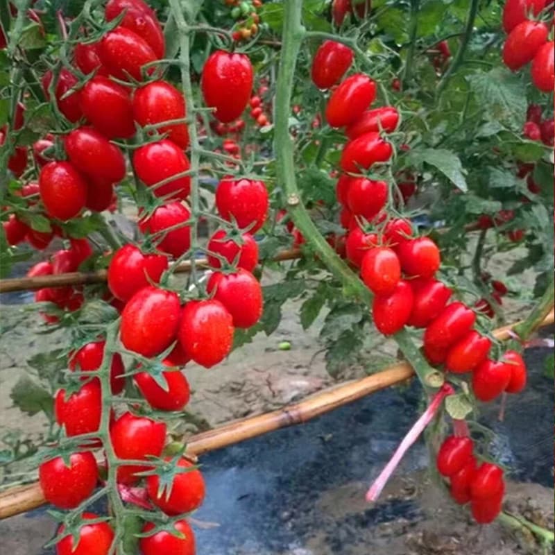 Sementes de Tomate Cereja Anão Doce Alto Rendimento 200-500 Un | Variedade Precoce Rápida para Horta