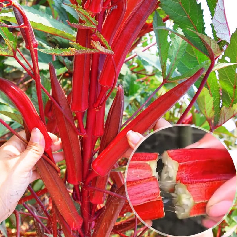 Sementes de Quiabo Vermelho Híbrido Alto Rendimento 200/500 Unidades Lady Finger F1 para Plantio Horta