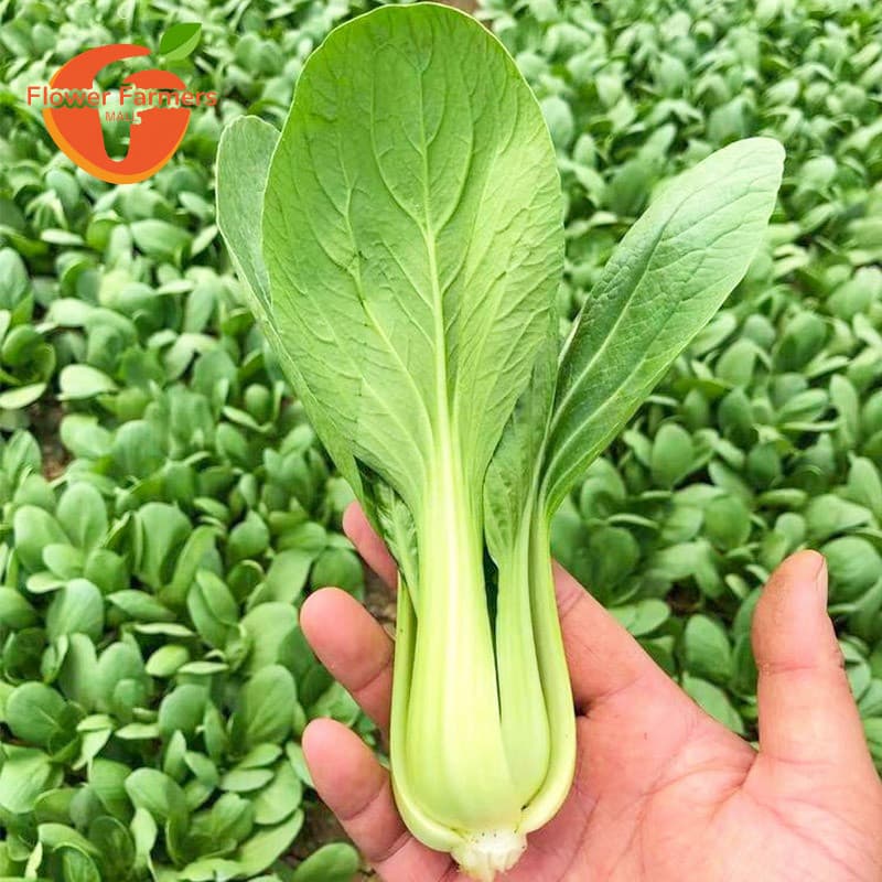 Sementes de Bok Choy (Couve Chinesa) Pacote 200-500 Unid Verdura Folhosa Verde para Horta Jardim Plantio