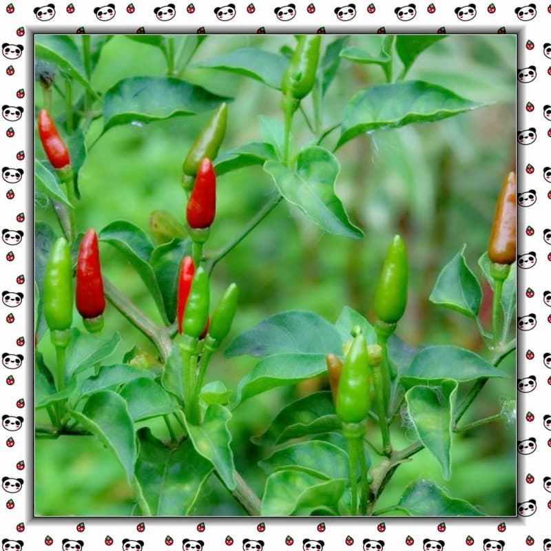 Sementes de Pimenta Malagueta Olho de Pássaro Api Kampung 200/500pcs para Plantio Hortas Vasos Alta Germinação