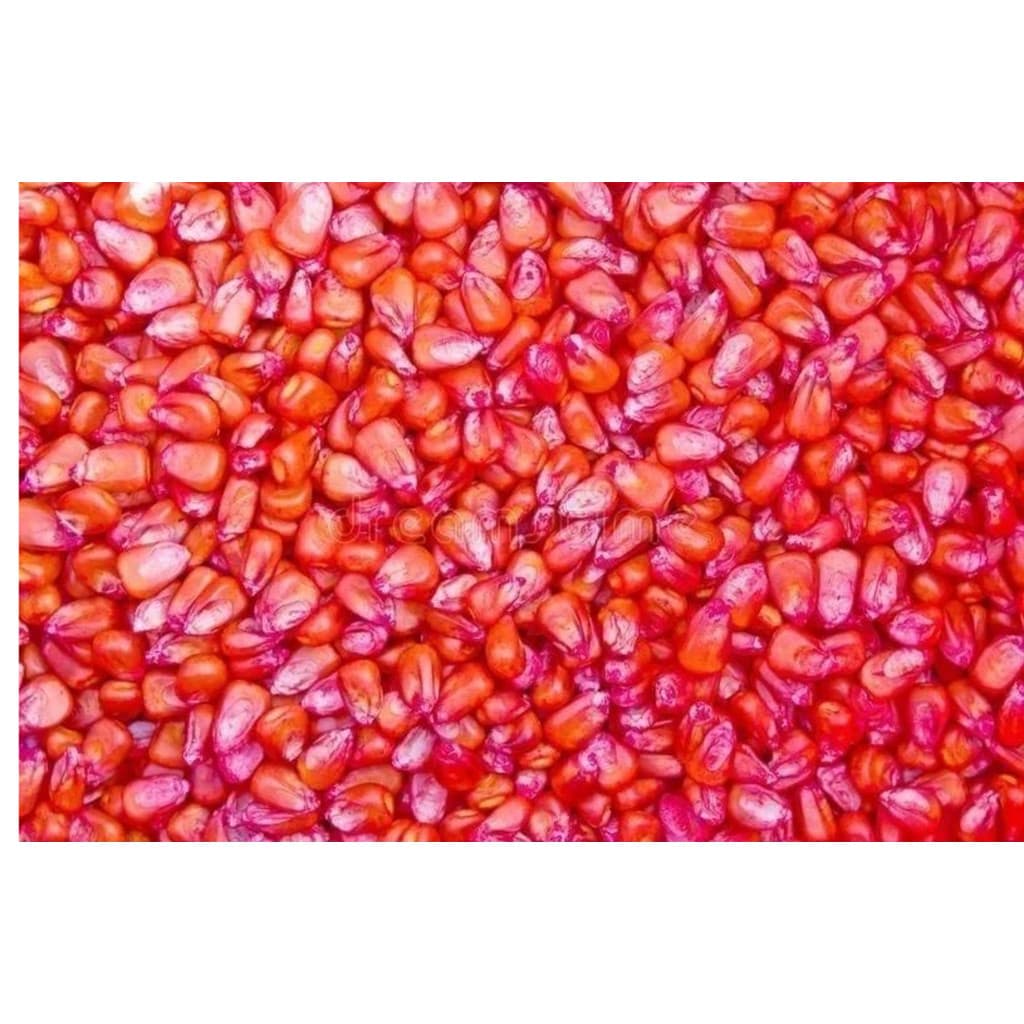 Semente De Milho 1051 Para Milho Verde 3Kg Sementes