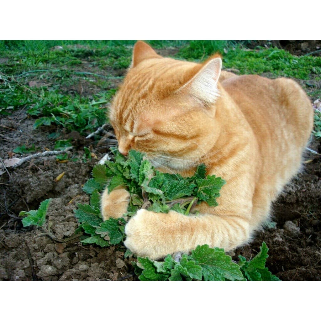 Sementes de Catnip Erva do Gato (Catmint) 200/500 Unid | Plantio Jardim | Atrai Gatos | Alta Germinação