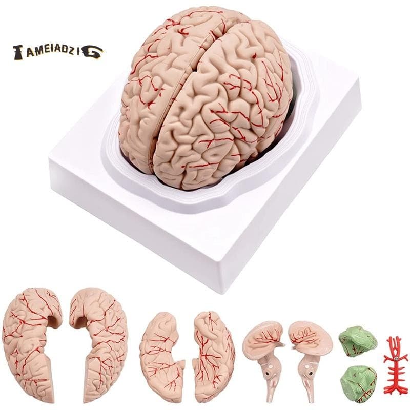 ? Cérebro Humano , Modelo De Anatomia Do Em Tamanho Real Com Base De Exibição , Para Estudo Sala De Aula De Ciências E D