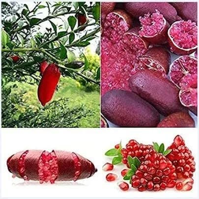 200/500 Sementes de Limão Vermelho Raro | Fruta Exótica para Plantio | Jardim, Horta, Vasos e Decoração