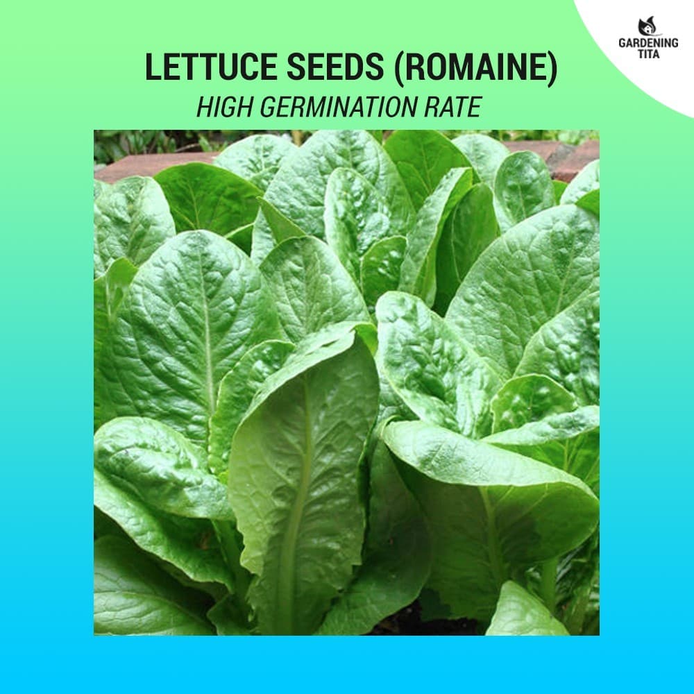 Sementes de Alface Romana (Romaine) 200 ou 500 Sementes | Hortaliça para Horta e Vasos | Alta Germinação