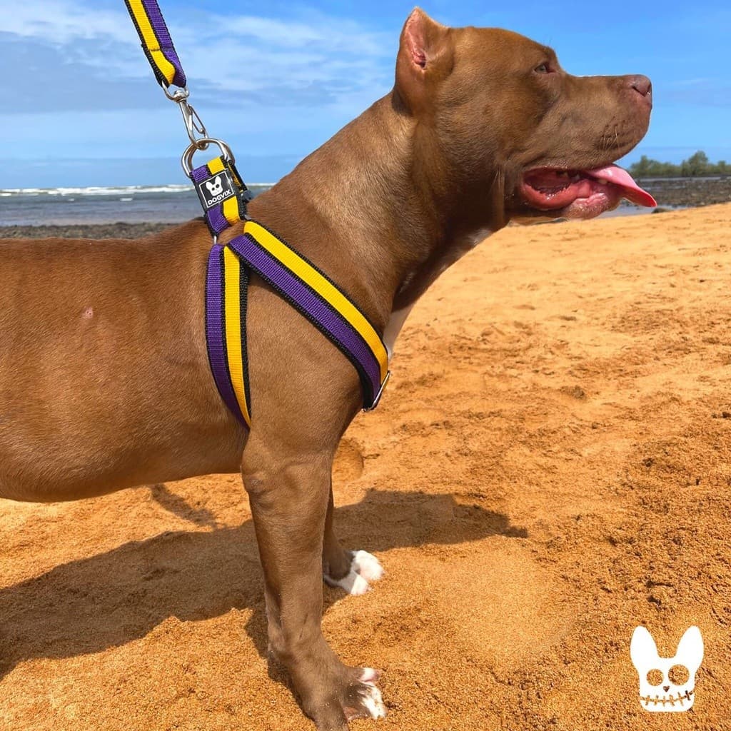 Peitoral Reforçado Mais Guia para Cachorro de Médio e Grande Porte Máxima Segurança Conforto