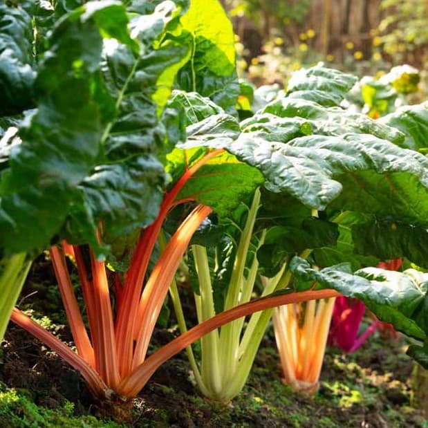200/500 Sementes de Acelga Arco-Íris (Cardo Suíço) | Sementes de Hortaliças para Horta/Jardim | Fácil Cultivo