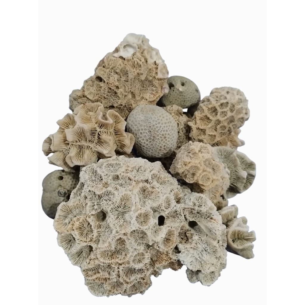 Pedras do mar - pedra natural do mar - coral - rocha coral - 1 kilo