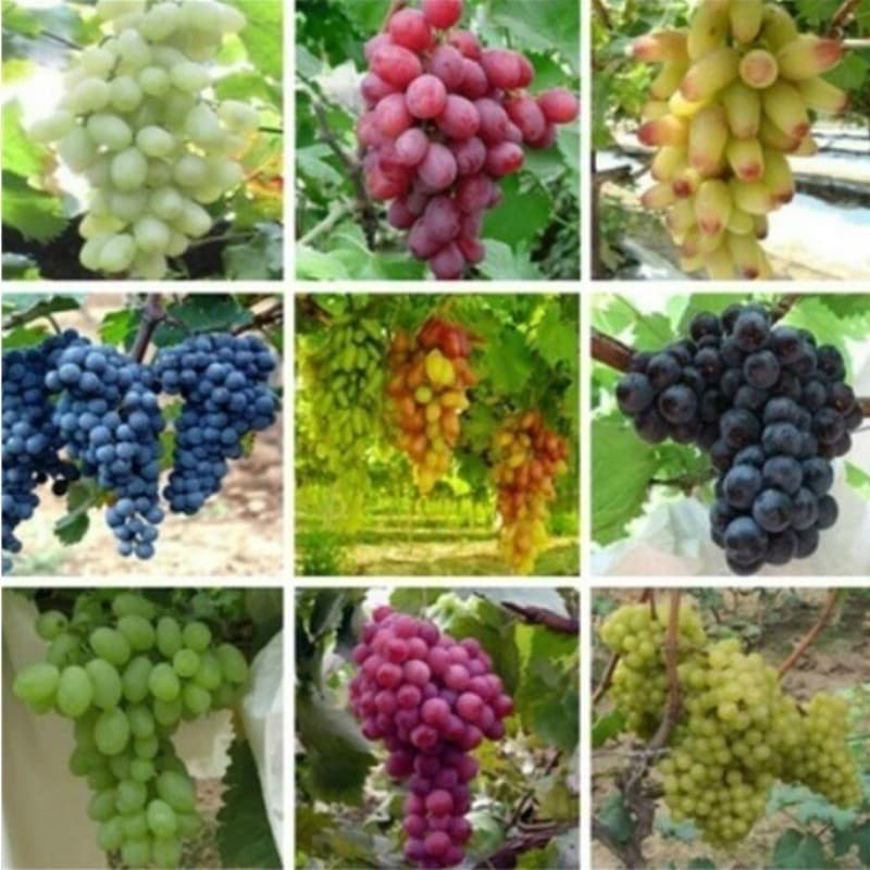 200/500 Sementes de Uva Doce Vitis Vinifera Mix | Sementes de Fruta para Plantio | Jardim e Horta