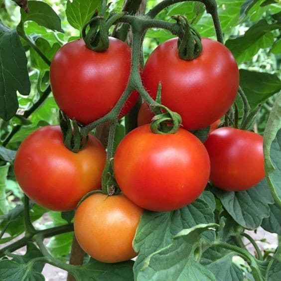 Sementes de Tomate Moneymaker 200/500pcs | Sementes de Legumes para Plantio | Alta Germinação Horta