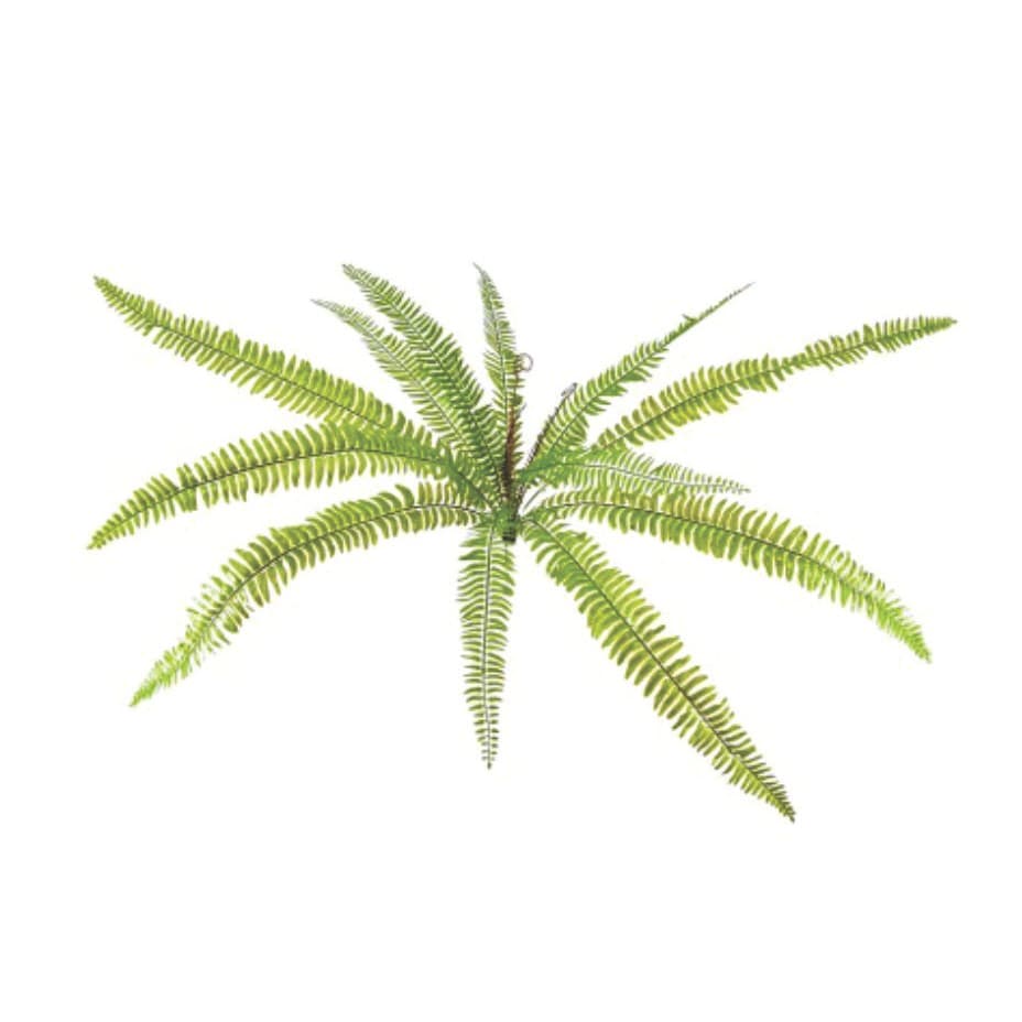 BUQUE SAMAMBAIA AMERICANA 70CM C15 (9605003)