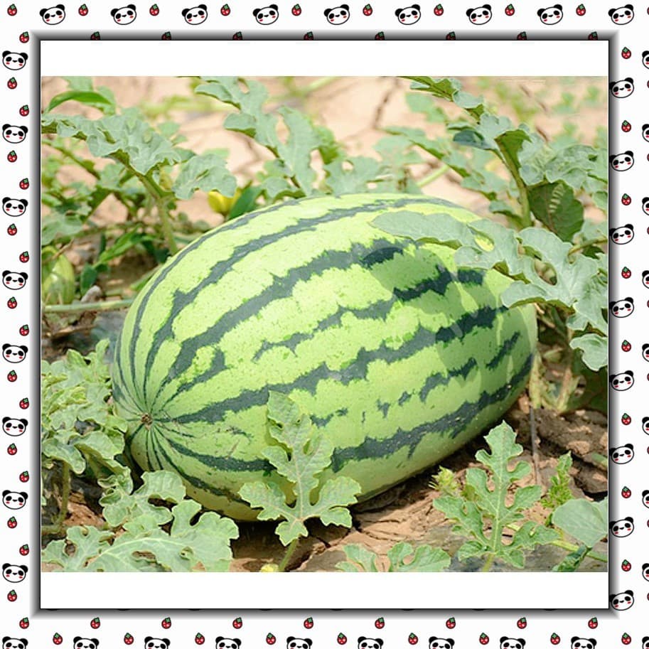 200-500 Sementes de Melancia Gigante Chinesa | Fruta Doce e Suculenta | Sementes para Plantio Jardim/Horta