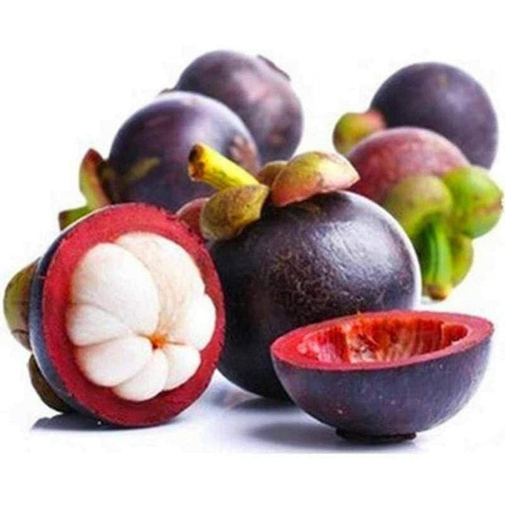 200-500 Sementes de Mangostão Garcinia mangostana | Sementes de Fruta Tropical para Jardim, Horta e Vasos