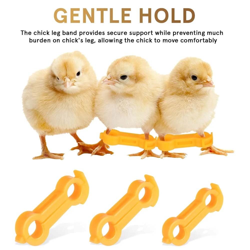 Chick Perna Estabilizador Bebê Pássaros Splay Pernas Correção Banda Recém-Nascido Frango Hobbble Cinta Suporte Pássaro