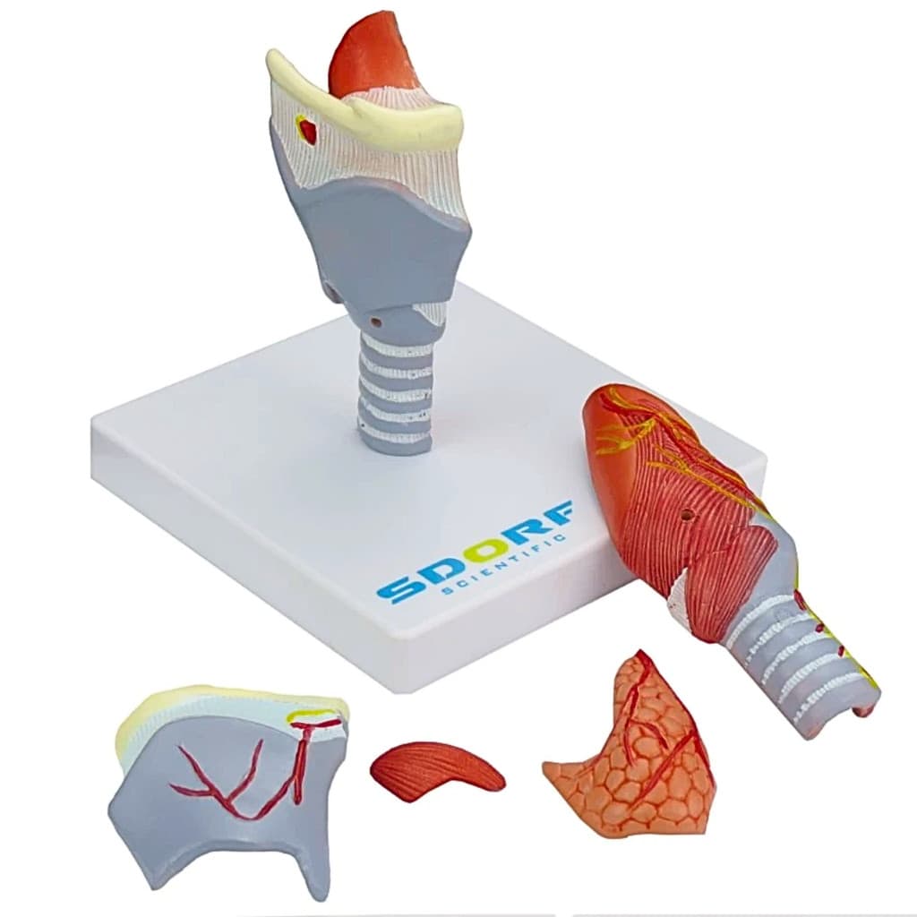 LARINGE HUMANA EM TAMANHO REAL C/ CARTILAGEM EM 5 PARTES | Modelo Anatômico Laringe Humana 5 Partes Ensino Medicina