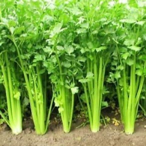 Sementes de Salsa Gigante Italiana Pct 200/500 Unid | Ervas Temperos para Horta | Alta Germinação